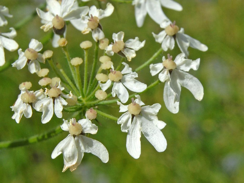 Heracleum pyrenaicum / Panace dei Pirenei